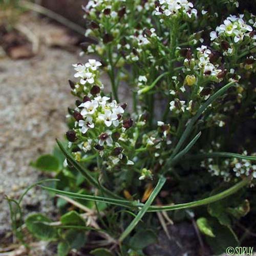 Cresson des chamois - Hornungia alpina