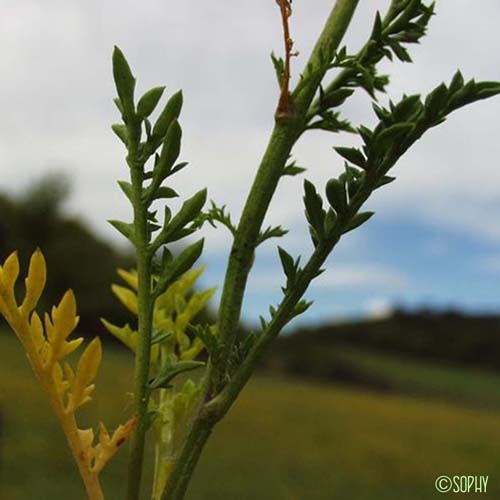 Cresson rude - Sisymbrella aspera subsp. aspera