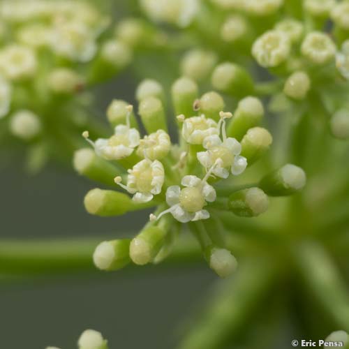 Criste marine - Crithmum maritimum