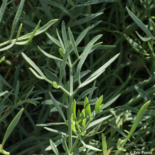 Criste marine - Crithmum maritimum