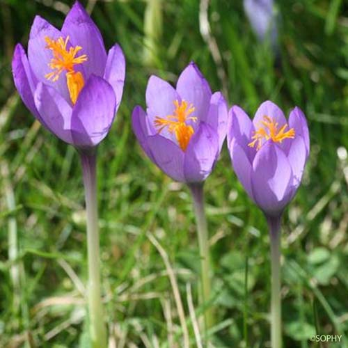 Crocus à fleurs nues - Crocus nudiflorus