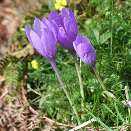 Crocus à fleurs nues - Crocus nudiflorus