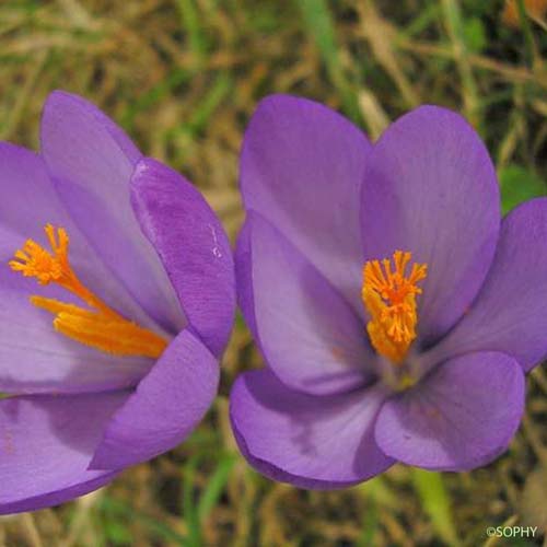 Crocus à fleurs nues - Crocus nudiflorus