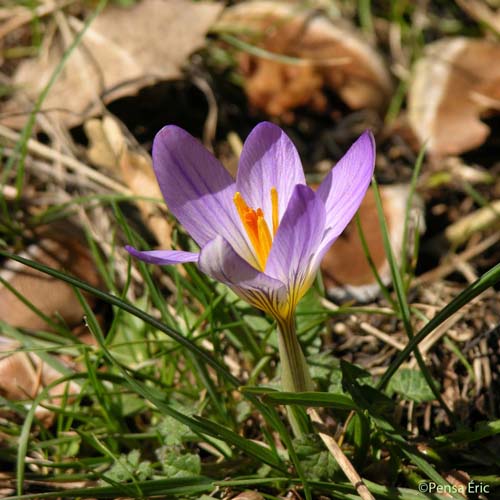 Crocus bigarré - Crocus versicolor