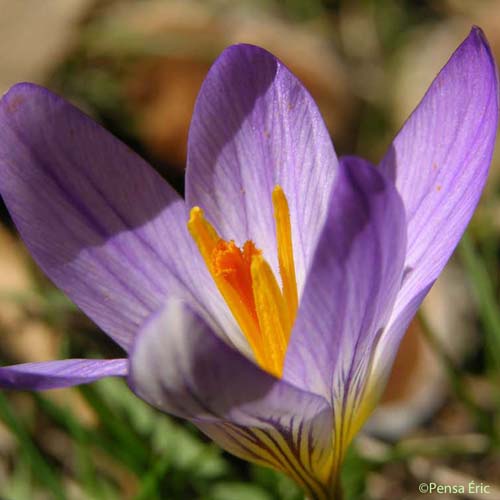 Crocus bigarré - Crocus versicolor