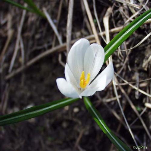 Crocus blanc - Crocus neapolitanus