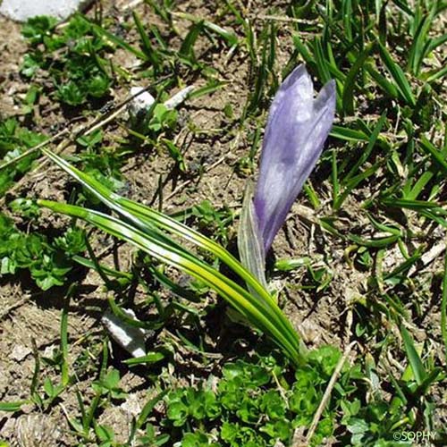 Crocus blanc - Crocus neapolitanus