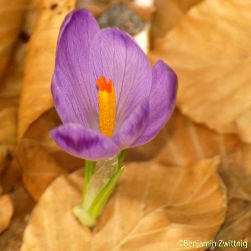 Crocus de printemps - Crocus vernus