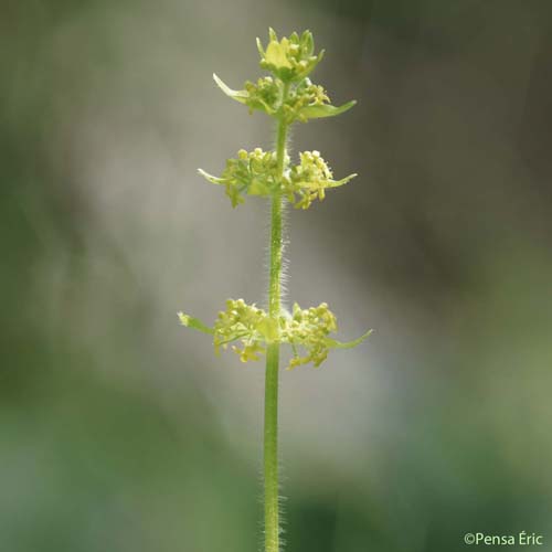 Croisette commune - Cruciata laevipes