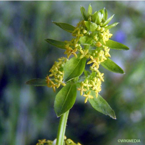 Croisette de printemps - Cruciata glabra