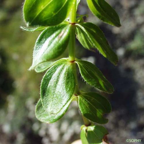 Croisette de printemps - Cruciata glabra