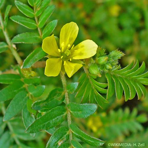 Croix-de-Malte - Tribulus terrestris