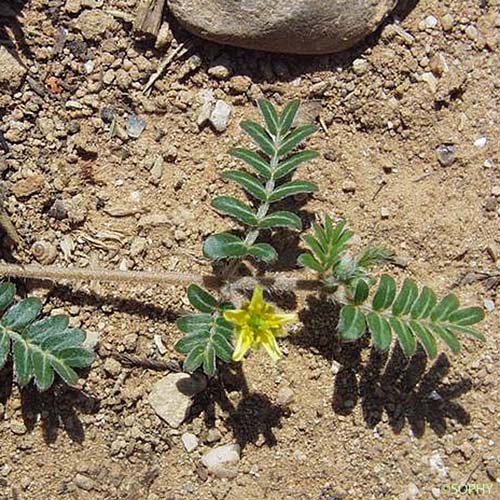 Croix-de-Malte - Tribulus terrestris