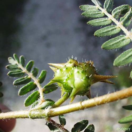 Croix-de-Malte - Tribulus terrestris