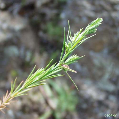 Crucianelle à feuilles étroites - Crucianella angustifolia