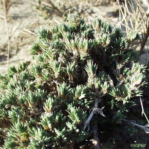 Crucianelle maritime - Crucianella maritima