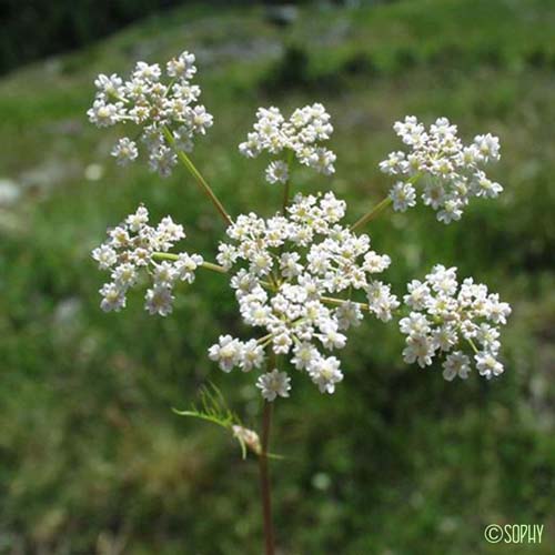 Cumin des prés - Carum carvi