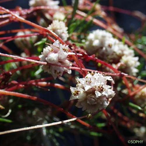 Cuscute du Thym - Cuscuta epithymum subsp. epithymum