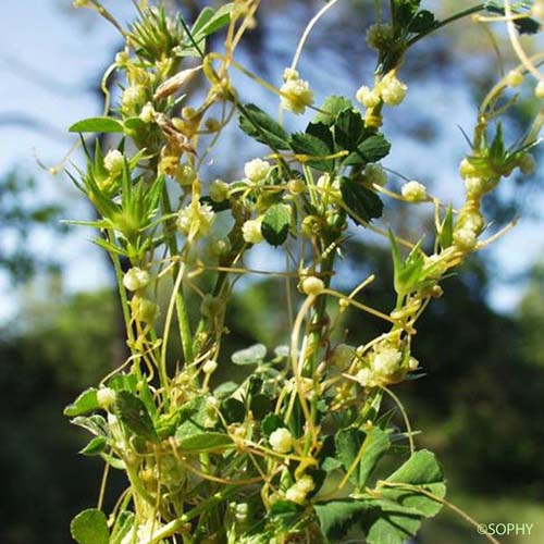 Cuscute du Thym - Cuscuta epithymum subsp. epithymum