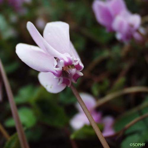 Cyclamen d'Europe - Cyclamen purpurascens