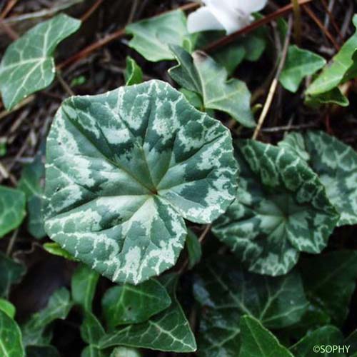 Cyclamen d'Europe - Cyclamen purpurascens