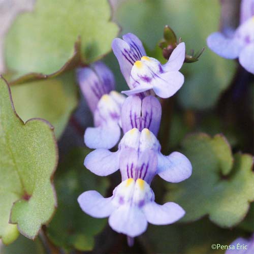 Cymbalaire des murs - Cymbalaria muralis