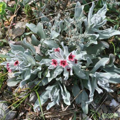 Cynoglosse à feuilles de Giroflée - Cynoglossum cheirifolium subsp. cheirifolium