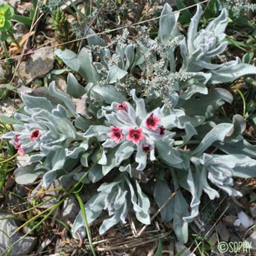 Cynoglosse à feuilles de Giroflée - Pardoglossum cheirifolium subsp. cheirifolium