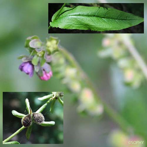 Cynoglosse d'Allemagne - Cynoglossum germanicum