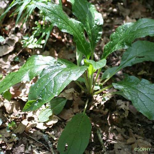 Cynoglosse d'Allemagne - Cynoglossum germanicum