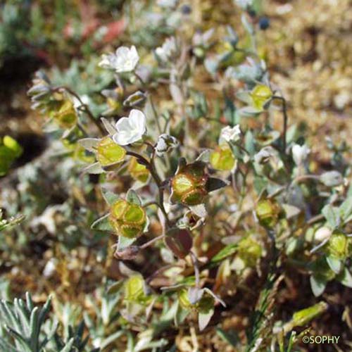 Cynoglosse des dunes - Omphalodes littoralis subsp. littoralis