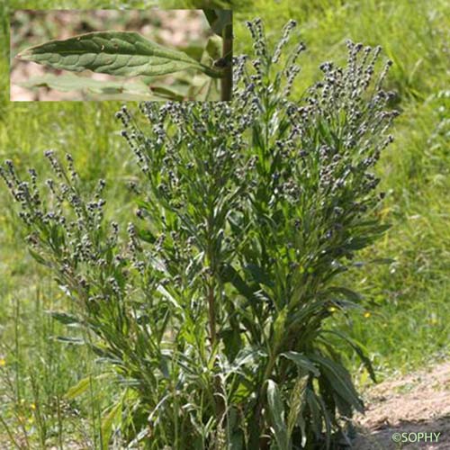 Cynoglosse officinale - Cynoglossum officinale