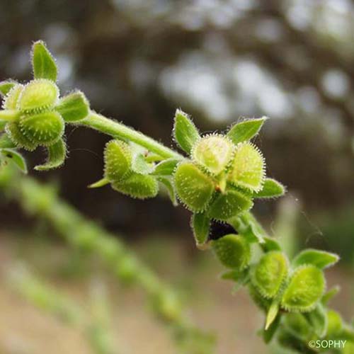 Cynoglosse officinale - Cynoglossum officinale