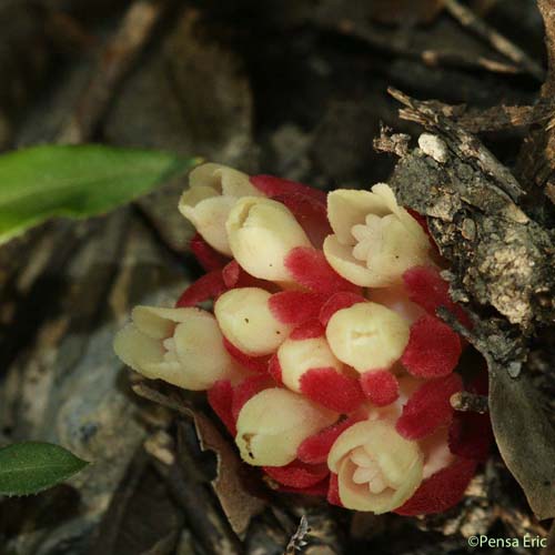 Cytinet rouge - Cytinus hypocistis subsp. clusii