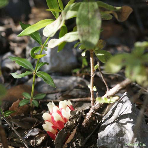 Cytinet rouge - Cytinus hypocistis subsp. clusii