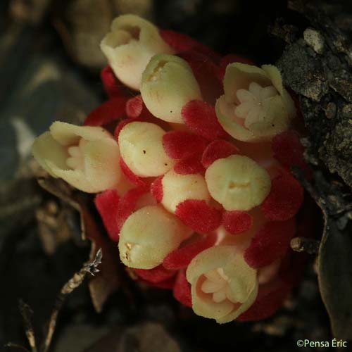 Cytinet rouge - Cytinus hypocistis subsp. clusii