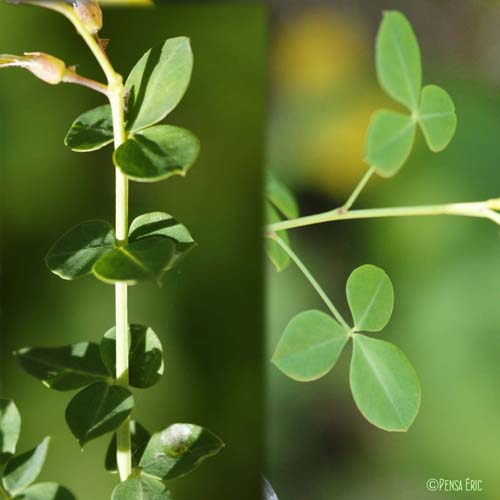 Cytise à feuilles sessiles - Cytisophyllum sessilifolium