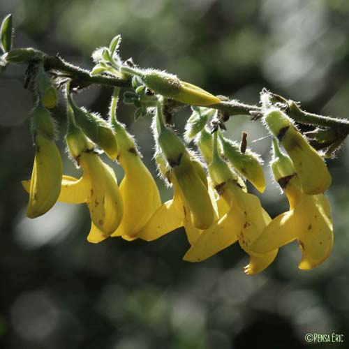 Cytise velu - Cytisus villosus