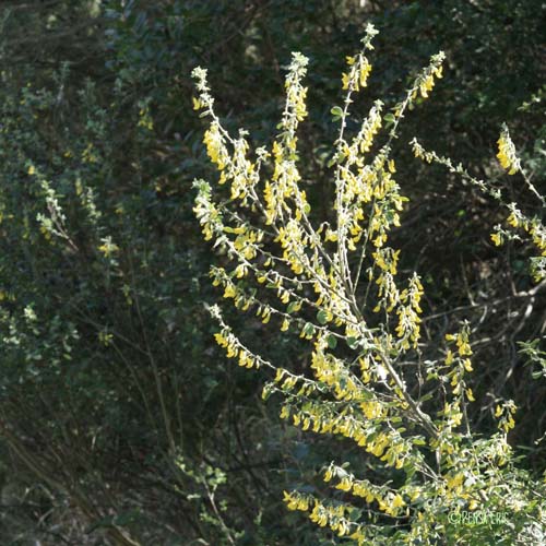 Cytise velu - Cytisus villosus