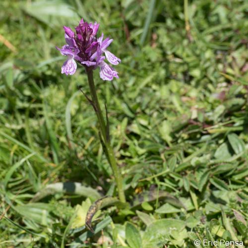 Dactylorhize tacheté - Dactylorhiza maculata