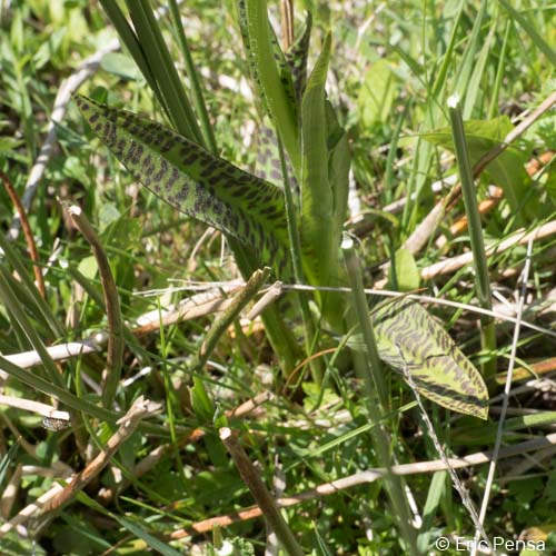 Dactylorhize tacheté - Dactylorhiza maculata