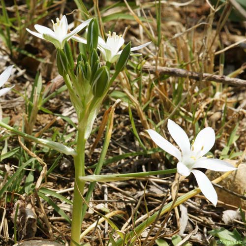 Dame-d'onze-heures - Ornithogalum umbellatum