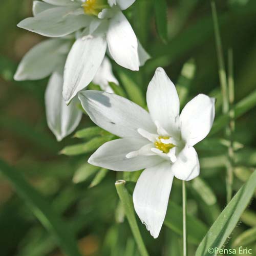 Dame-d'onze-heures - Ornithogalum umbellatum