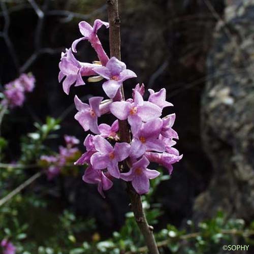 Daphné Bois-gentil - Daphne mezereum