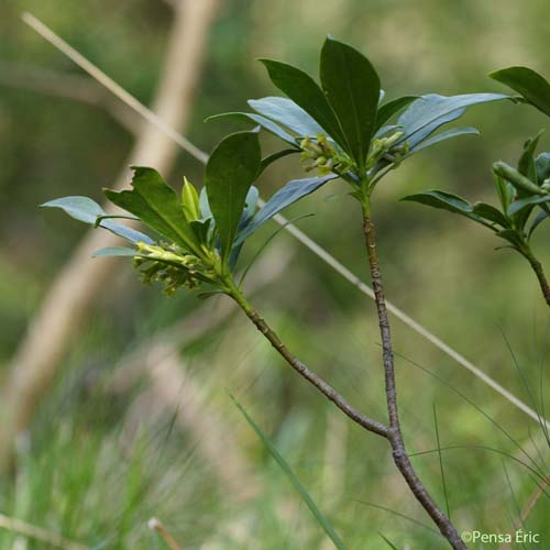 Daphné Lauréole - Daphne laureola