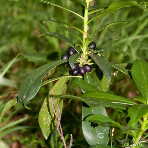 Daphné Lauréole - Daphne laureola