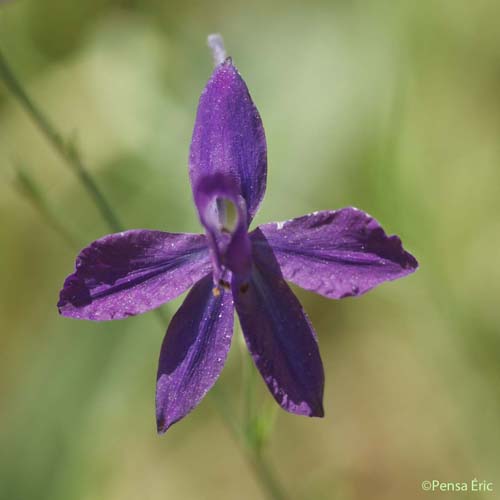 Dauphinelle consoude - Delphinium consolida subsp. consolida