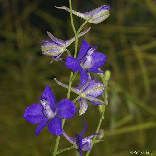 Dauphinelle cultivée - Delphinium ajacis