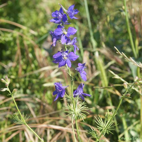 Dauphinelle cultivée - Delphinium ajacis