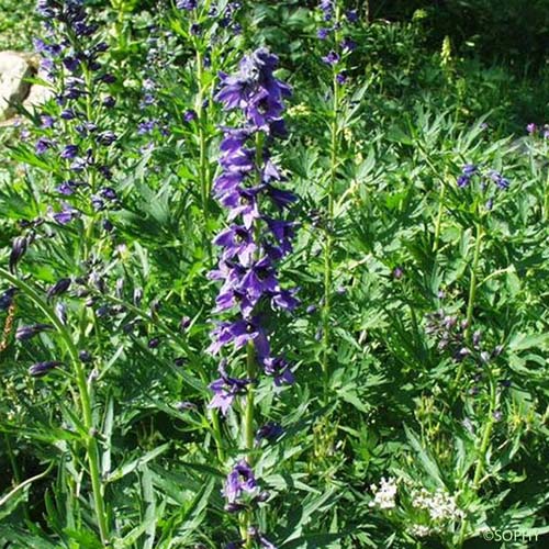 Dauphinelle de Suisse - Delphinium elatum subsp. helveticum